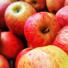 Biologische appels zijn een perfecte gezonde voedingsbron 