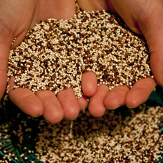 Quinoa - Waarom quinoa zo gezond is en het u kan helpen met afvallen