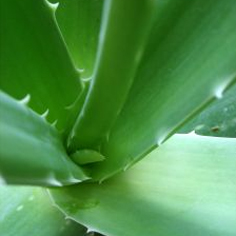 Aloe Vera in drankjes of gel: wat is het?