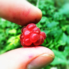 Frambozen - Een goede bron van anti-oxidanten